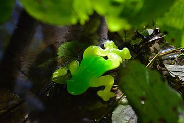 Sweet Fruity Rubber Frog by Ingo Laue