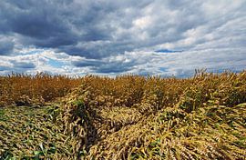 Neergeslagen Graan. von Kees Rustenhoven