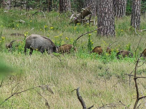Wild boar family