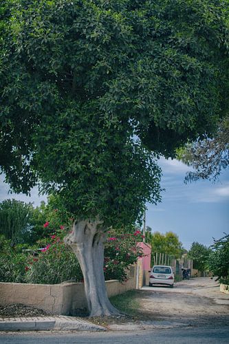 Prachtige Boom op Lampedusa: Eenvoudige Schoonheid in Fotografie
