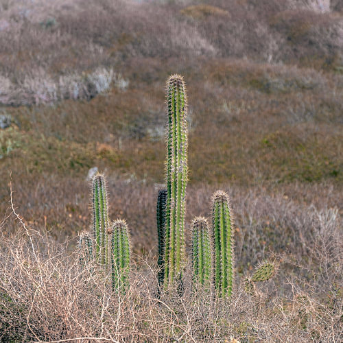Cactus sous le soleil des Caraïbes