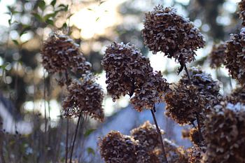 Hortensia's in de winter