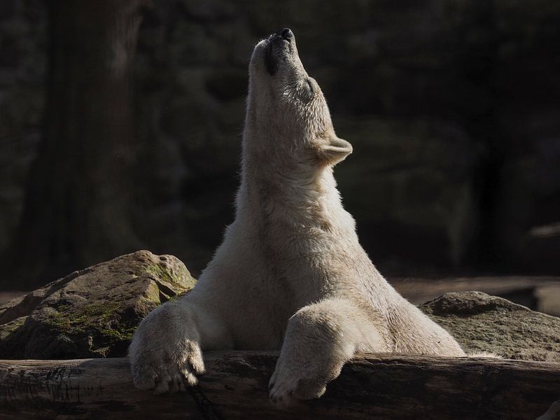 Polar bear : Ouwehands Dierenpark by Loek Lobel