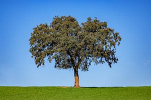 Korkeiche im Alentejo in Portugal