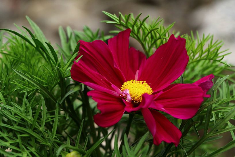 Red on green by Christiane Schulze