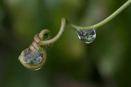 Druppels in een passiebloem van Monique Verlouw