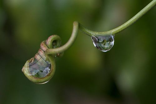 Druppels in een passiebloem