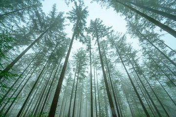 Pine tree forest during a foggy winter morning upwards view by Sjoerd van der Wal
