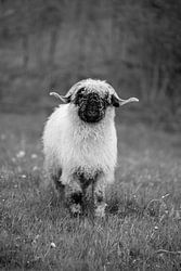 Mouton nez noir du Valais en noir et blanc