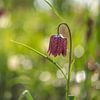 Lapwing flower in the field by Wendy van Kuler Fotografie