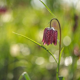 Fleur de vanneau dans le champ sur Wendy van Kuler Fotografie