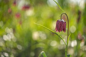 Kiebitzblüte auf dem Feld