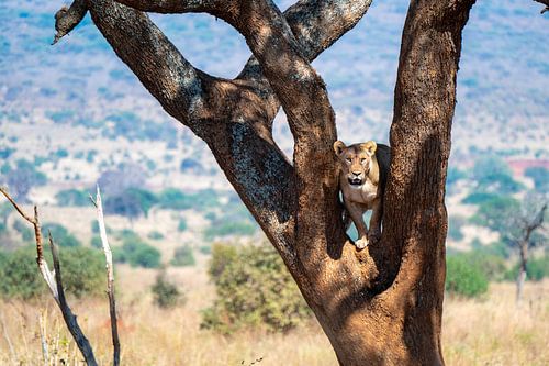 Lioness in tree
