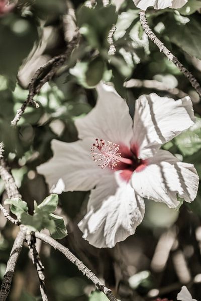 Whispering Blossom by Shot by Clint