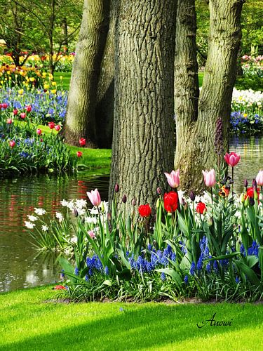 Keukenhof 2 Niederlande