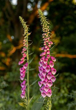 Foxglove in the evening sun 3 by Adelheid Smitt