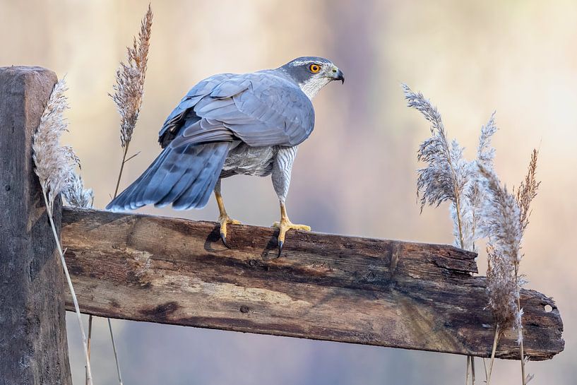 Hawk... von Arno van Zon photography