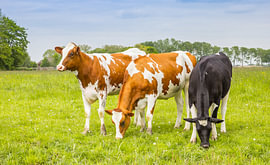 Three cows standing in a field in Groningen by Marc Venema