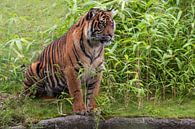 Sumatraanse tijger : Koninklijke Burgers' Zoo van Loek Lobel thumbnail