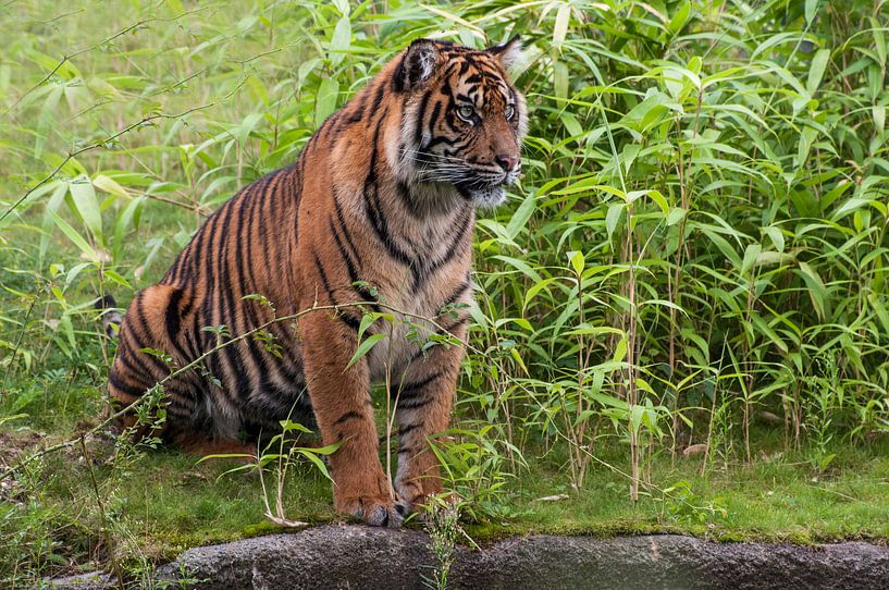 Sumatraanse tijger : Koninklijke Burgers' Zoo van Loek Lobel