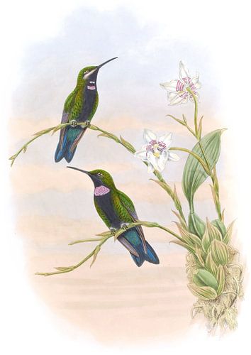 Whitely’s Humming-Bird, John Gould