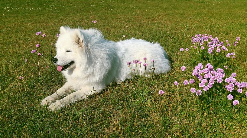 Samoyed van Bo Valentino