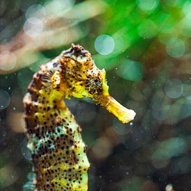 Colors of the sea - Seahorse by Sanne Hoogstad