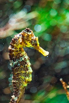 Couleurs de la mer - Hippocampe sur Sanne Hoogstad