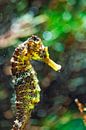 Colors of the sea - Seahorse by Sanne Hoogstad thumbnail