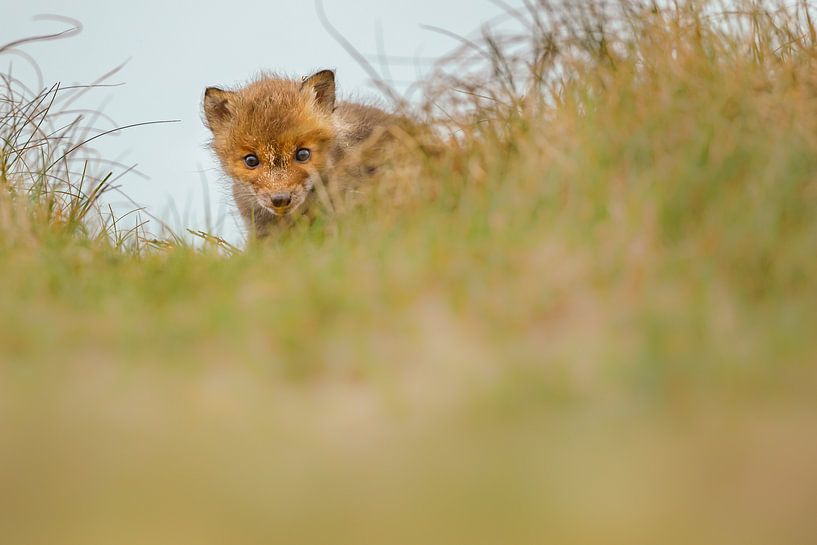 jeune renard par Pim Leijen