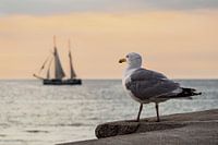 Sea gull and sailing ship on the Baltic Sea