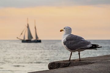 Sea gull and sailing ship on the Baltic Sea van Rico Ködder
