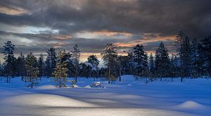Pasvik Nationalpar — Pasvik-Nationalpark im Winter