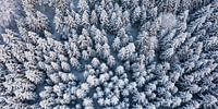 Aerial view Black Forest in winter