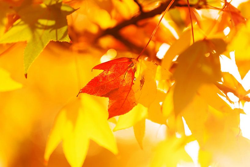 Autumn leaves by Frank Herrmann