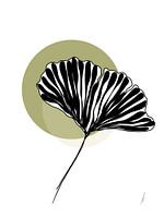 Ginkgo Biloba leaf