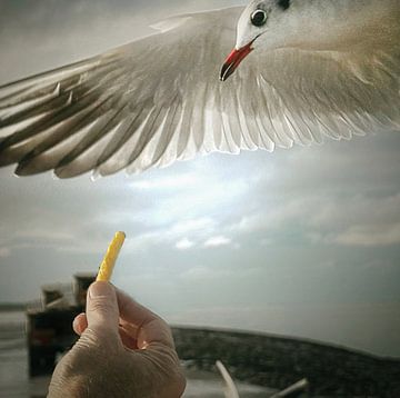 Meeuw eet frietje uit hand van Mario Dekker-Janssen