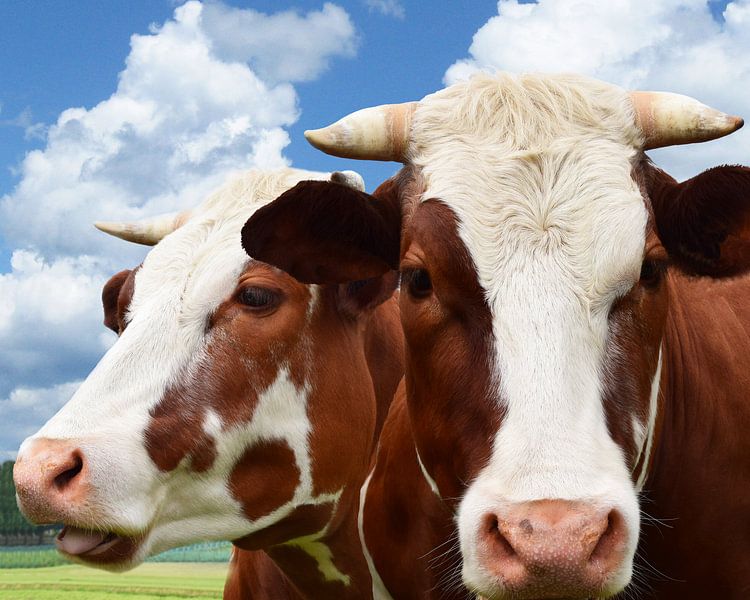 Vache rouge et blanche avec des cornes sur Hendrik-Jan Kornelis
