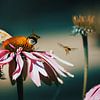 Zonnehoed met bij – fine art macrofotografie van Exclusive Photos by Erwin Floor