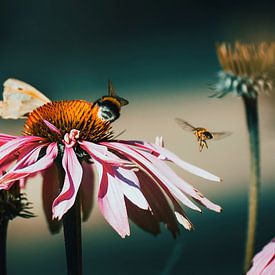 Sonnenhut mit Biene – Fine Art Makrofotografie von Exclusive Photos by Erwin Floor