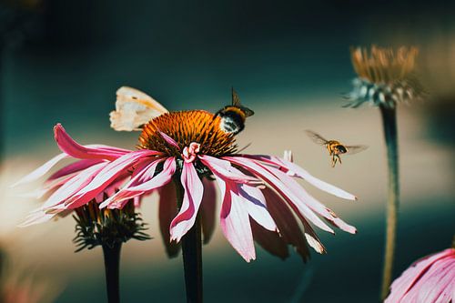 Zonnehoed met bij – fine art macrofotografie
