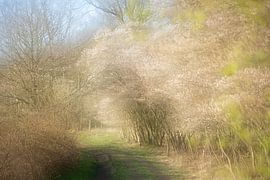 Schilderachtige krentenbomen vol bloesem van Karla Leeftink