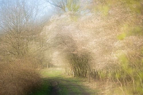 Picturesque currant trees full of blossom