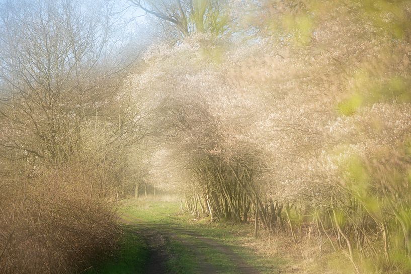 Picturesque currant trees full of blossom by Karla Leeftink