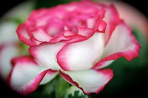Rose mit rosa Rand