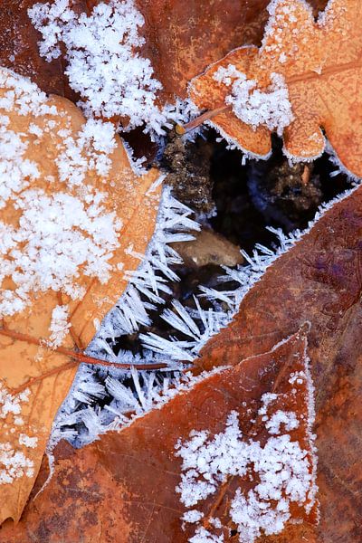 Wintertime by Thomas Jäger