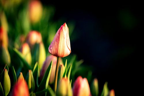 Tulpe, die hervorsticht von Ilya Korzelius