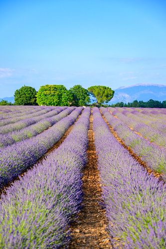 Bloeiende lavendel in de Provence tijdens een zomerse dag