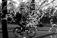 Lente bloesem Amsterdam Vondelpark van Marianna Pobedimova thumbnail