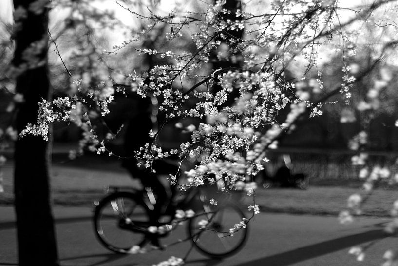Lente bloesem Amsterdam Vondelpark van Marianna Pobedimova
